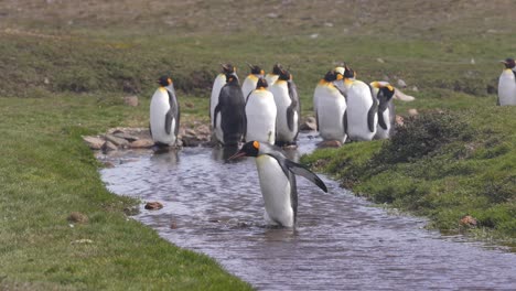 King-Penguins-in-Landscape-of-South-Georgia-Island,-Sub-Antarctic-Animals-in-Natural-Habitat