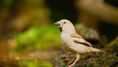 Hawfinch-in-forest-of-Friesland-Netherlands-sideview-of-bird-drinking-water-and-tilting-head-up