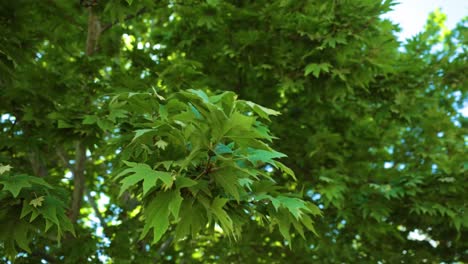 üppiger-Grüner-Baum-Mit-Grünem-Blatt,-Grüner-Baum-Mit-Leuchtend-Grünen-Blättern,-Die-Sanft-Im-Wind-Wiegen