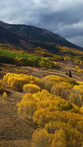 Vertical-Aerial-View-of-Beautiful-Autumn-Landscape,-Yellow-Aspen-Forest-and-Green-Pines,-Colorado-USA