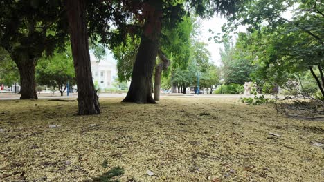 A-grassy-area-in-a-park-is-covered-in-fallen-yellow-leaves,-with-large-trees-in-the-background