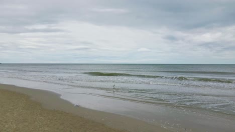 Garceta-Grande-En-La-Playa-De-Cha-am-En-Tailandia-En-Las-Olas-Del-Océano-Alimentándose