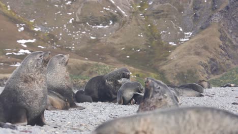 Pod-of-Antarctic-Fur-Seals-Relaxing-on-Beach-of-South-Georgia-Island,-Subantarctic-Animals-in-Natural-Habitat