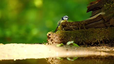 Eurasian-Blue-Tit-in-forest-of-Friesland-Netherlands-appears-behind-broken-wooden-log-hopping-into-flight