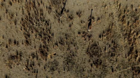 Giraffes-crossing-an-African-savannah-plain-from-a-bird's-eye-view-on-a-windy-day