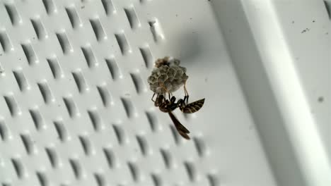 Wasp-crawls-around-nest-upside-down-as-it-builds-and-inspects-the-area