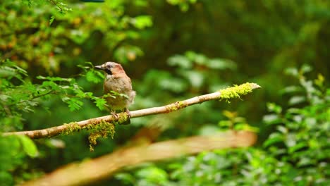 Eurasian-Jay-in-Friesland-Netherland-balances-on-thin-branch-with-no-leaves-and-moss-patches-in-forest