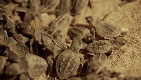 Abundancia-Bebé-Carey-Tortugas-Marinas-Gatear-Unos-A-Otros-Arena-Playa-Noche-Grupo-Animal-Tortuga-Mar-Acuático-Carey-Bebé-Diminuto-Polluelo-Nacimiento-Noche-Conservación-Dubai-Fauna-Silvestre-Cría-Playa-Golfo-Naturaleza