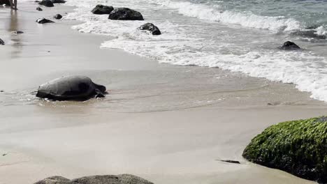 Ein-Wunderschöner-Clip-Einer-Hawaiianischen-Meeresschildkröte,-Die-Vom-Sandstrand-Zurück-Zum-Meer-Schwimmt.