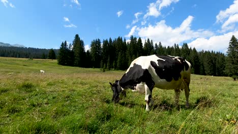 Dutch-cow-freely-grazing-green-pasture-on-clear-summer-day,-tranquil-rural-scene