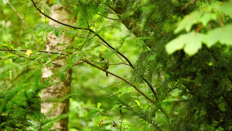 Petirrojo-Europeo-En-El-Bosque-De-Frisia,-Países-Bajos,-Oscurecido-Detrás-De-Las-Hojas-En-Una-Densa-Espesura-De-Vegetación-En-Las-Ramas