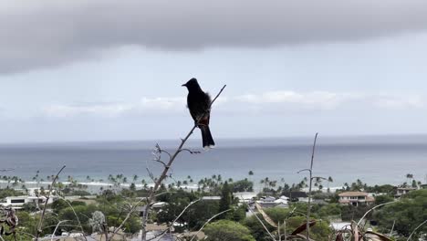 A-bird-perches-gracefully-on-a-branch,-overlooking-the-picturesque-Hawaiian-town-and-coastline