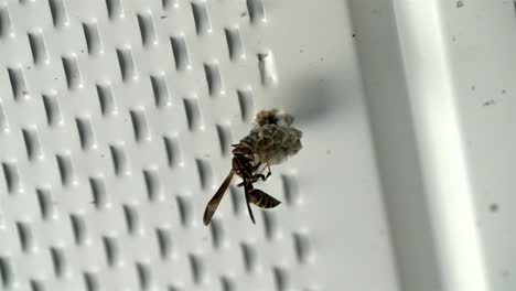 Wasp-sticks-head-into-paper-pulp-cells-building-a-nest-against-painted-white-metal