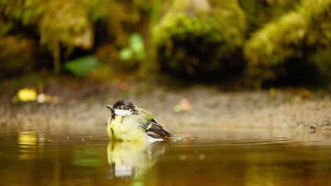 Kohlmeise-In-Friesland,-Niederlande,-Spritzt-Mit-Wasser-Herum,-Plustert-Ihre-Brust-Auf-Und-Fliegt-Dann-In-Die-Luft