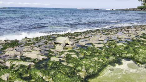 Se-Ve-Una-Tortuga-Marina-Verde-Hawaiana-Tomando-El-Sol-En-Una-Costa-Rocosa-Cubierta-De-Algas-Verdes-Vibrantes