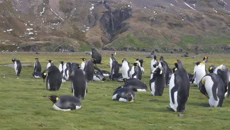 King-Penguin-Colony-in-Grassland-of-South-Georgia-Island,-Subantarctic-Animals-in-Natural-Habitat