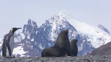 Dos-Lobos-Marinos-Antárticos-Y-Pingüino-Rey