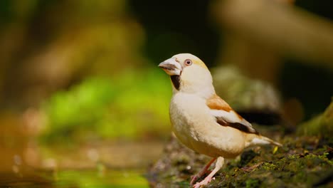 Hawfinch-En-El-Bosque-De-Frisia,-Países-Bajos,-Vista-Lateral-Del-Pájaro-Bebiendo-Agua-En-La-Piscina-Del-Bosque.