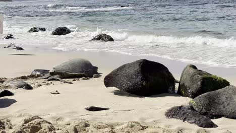 A-serene-clip-of-a-Hawaiian-sea-turtle-resting-on-the-sandy-beach-by-moss-covered-rocks,-with-gentle-ocean-waves-in-the-background