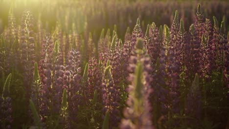 Lupine-flowers-sway-gently-in-a-light-breeze-at-sunset,-their-vibrant-colors-glowing-in-the-golden-light,-creating-a-serene-and-picturesque-scene-of-natural-beauty-and-tranquility