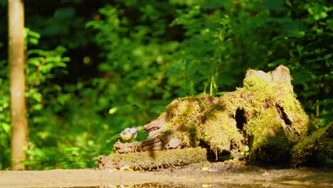 Kohlmeise-In-Friesland,-Niederlande,-Thront-Auf-Einem-Verrottenden,-Mit-Moos-Bedeckten-Baumstumpf-Unter-Sonnenlicht-Und-Fliegt-Davon