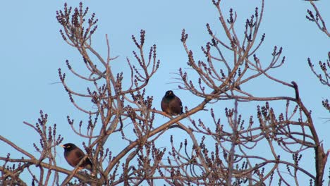 Gewöhnlicher-Indischer-Myna-Vogel,-Der-Auf-Einem-Kahlen-Baum-Thront,-Windiger-Tag,-Goldene-Stunde,-Blauer-Himmel,-Australien,-Gippsland,-Victoria,-Maffra,-Mittlere-Aufnahme