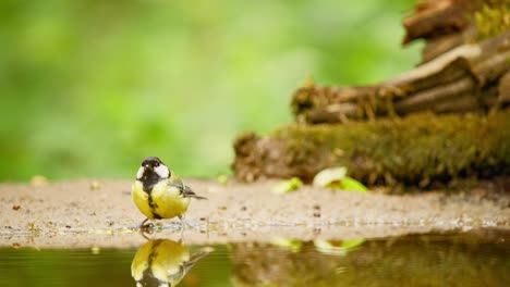 Carbonero-Común-En-Frisia,-Países-Bajos,-En-Un-Charco-De-Agua-Poco-Profundo,-Se-Inclina-Para-Beber-Agua-Y-Se-Encuentra-Con-La-Reflexión