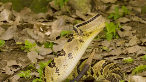 Peligrosa-Serpiente-De-Cascabel-En-Alerta-Máxima-En-La-Selva-De-Petén