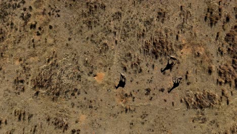 Giraffe-crossing-the-vast-African-grass-plain's,-in-stunning-slow-motion-from-a-unique-bird's-eye-view-angle