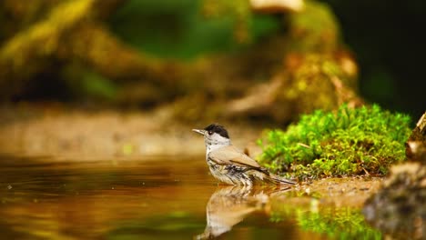 Curruca-Capirotada-Euroasiática-En-El-Bosque-De-Frisia,-Países-Bajos,-Se-Sienta-Tranquilamente-En-La-Piscina-Con-Un-Reflejo-Sumergiéndose-En-El-Agua-Y-Temblando