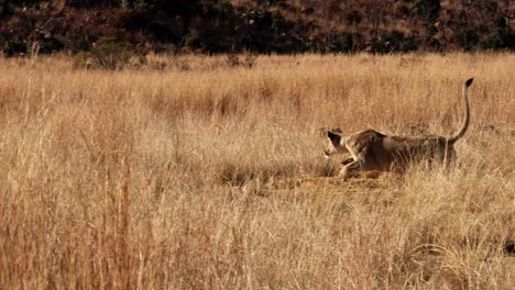 Young-lioness-explosive-motion,-showcasing-her-intense-power-and-agility-as-she-hunts-in-the-African-savannah-grass