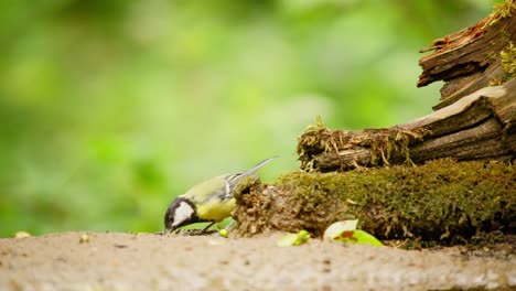 Carbonero-Común-En-Frisia,-Países-Bajos,-Vista-Lateral-De-Aves-Comiendo-Y-Picoteando-Escarabajos-En-Madera-En-Descomposición-Del-Bosque