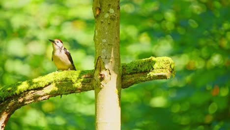 Gran-Pájaro-Carpintero-Moteado-En-El-Bosque-De-Frisia,-Países-Bajos,-Sube-Alrededor-De-Una-Rama-Muerta-Cubierta-De-Musgo