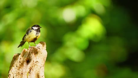 Kohlmeise-In-Friesland-Niederlande-Tele-Komprimierte-Ganzkörperansicht-Des-Vogels-Mit-Platz-Auf-Der-Seite