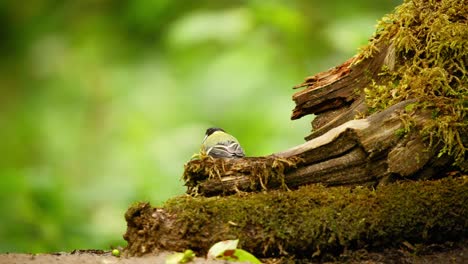 Great-Tit-in-Friesland-Netherlands-rearview-of-feathers-as-head-and-beak-turns-into-decomposing-wood-with-moss