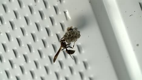 Rearview-of-wasp-with-large-extended-wings-grasping-onto-beginning-portion-of-new-nest