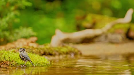 Eurasian-Blue-Tit-in-forest-of-Friesland-Netherlands-wet-covered-with-water-from-pool-hops-out-onto-moss-at-edge