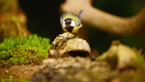 Great-Tit-in-Friesland-Netherlands-hops-along-broken-branch-bends-over-to-bite-and-grab-seed-with-beak