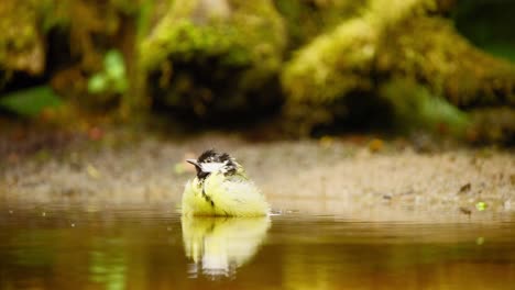 Great-Tit-in-Friesland-Netherlands-pushes-head-and-beak-into-pool-of-water-with-feathers-fluffing-around-cleaning-itself