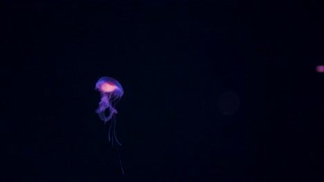 Amakusa-jellyfish-swimming-slowly-in-darkness,-close-up-tracking-shot