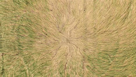 Top-View-Of-Crop-Circle-In-Farm-Field---Drone-Shot