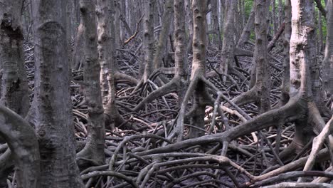 Almost-camouflaged-by-mangrove-woodland,-animals-passing-undetected