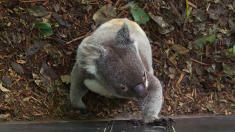 A-Southern-koala,-phascolarctos-cinereus-victor,-trying-to-jump-over-the-wall-from-the-ground,-attempting-to-escape-the-wildlife-enclosure,-close-up-shot