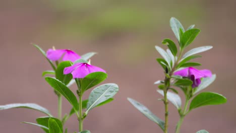 Nahaufnahme-Der-Mukit-Haider-Blume