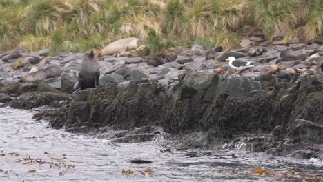 Antarctic-Fur-Seals-and-Gull-on-Coast-of-South-Georgia-Island