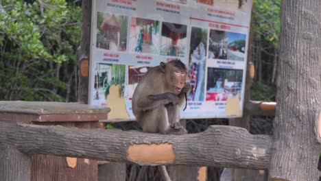 Macaca-Fascicularis,-Primatenart