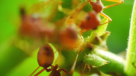 Macro-close-up-view-of-herder-red-ants-protecting-and-farming-aphids-for-honeydew,-a-sugar-rich-secretion-favored-by-ants-as-a-food-source