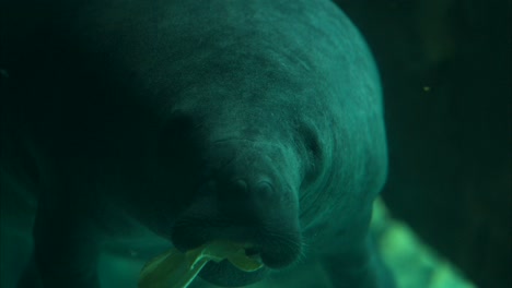 Manatee-swimming-slowly-in-a-aquatic-landscape-eating,-close-up-tracking-shot