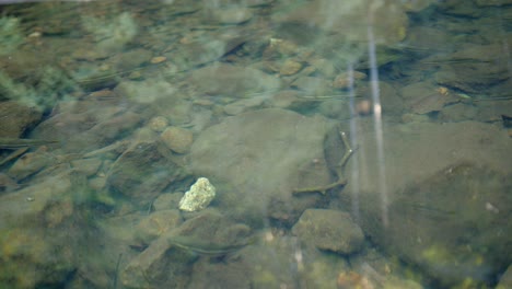 Shallow-Water-Rocks-And-Fishes---Close-Up