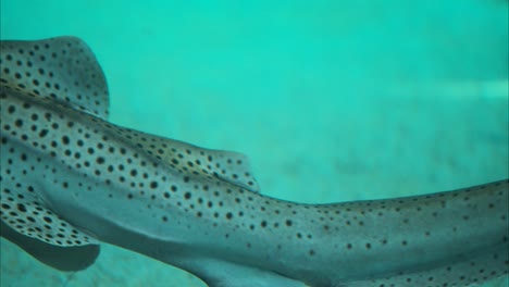 Tiburón-Cebra-Nadando-Lentamente-Sobre-El-Fondo-Blanco-Del-Mar,-Primer-Plano-De-Seguimiento